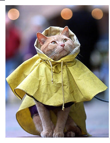 kitten in raincoat